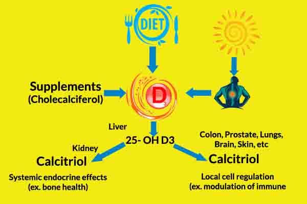 how vitamin d works in the body